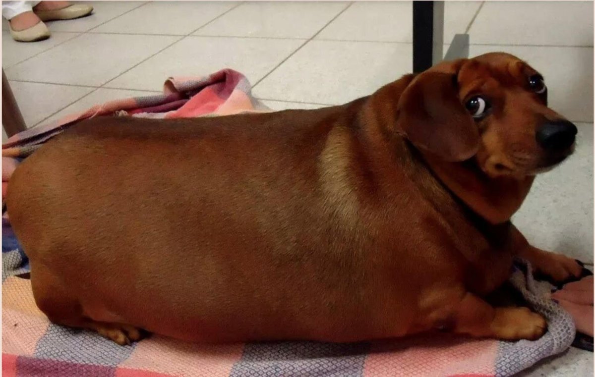 Лабрадор ретривер ожирение