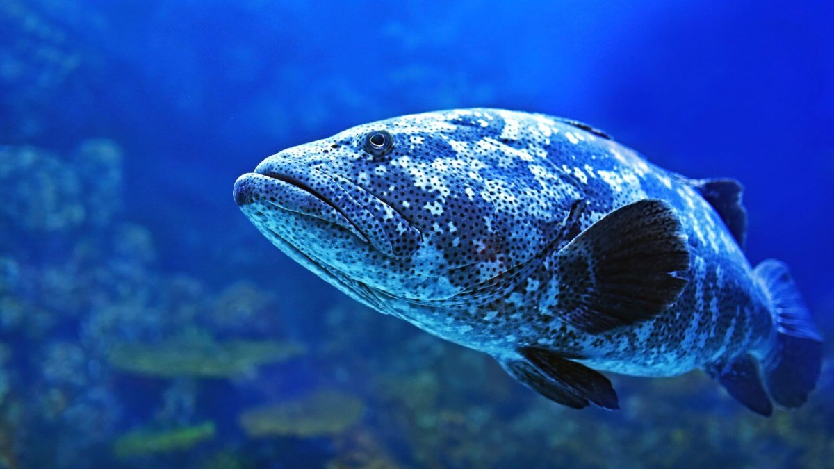 Целакант Латимерия