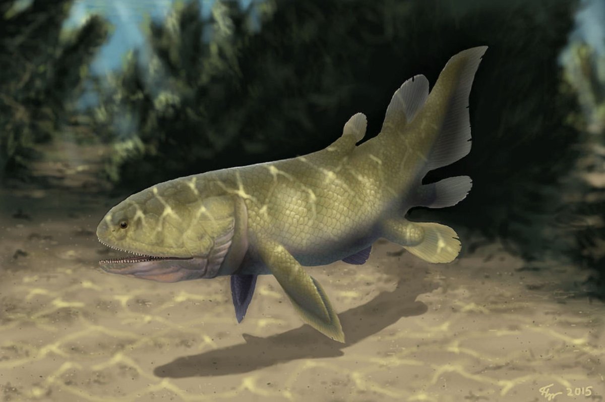 Целакант рыба Размеры