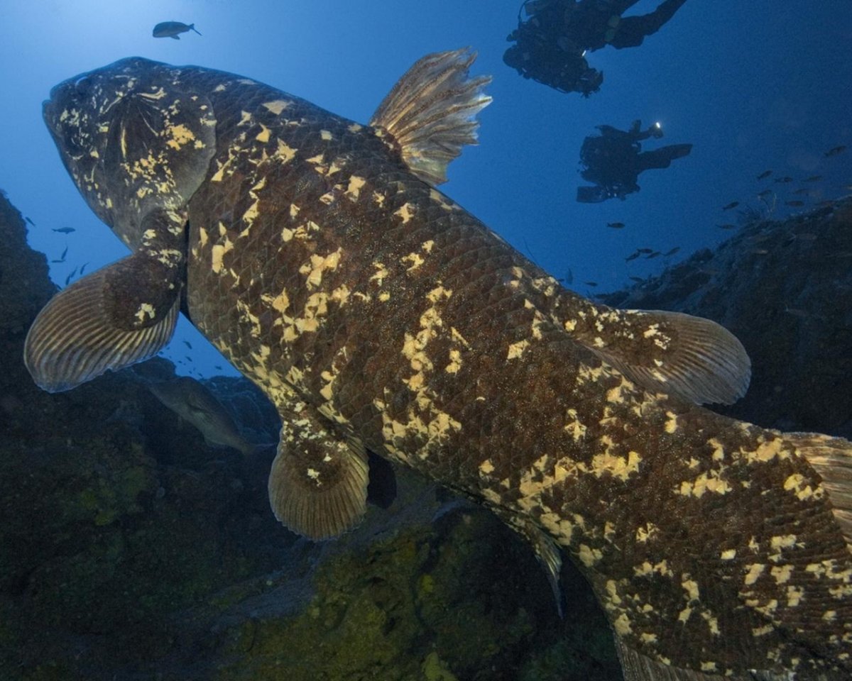 Латимерия по сравнению с человеком