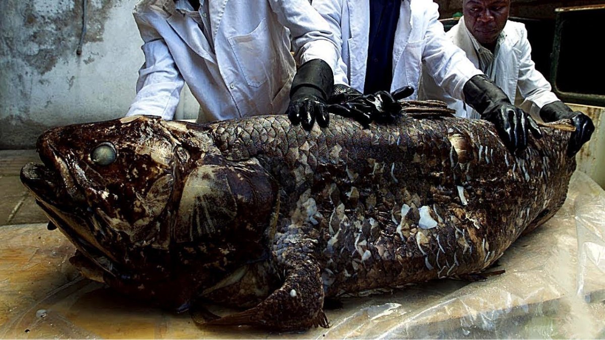 Латимерия окаменелость