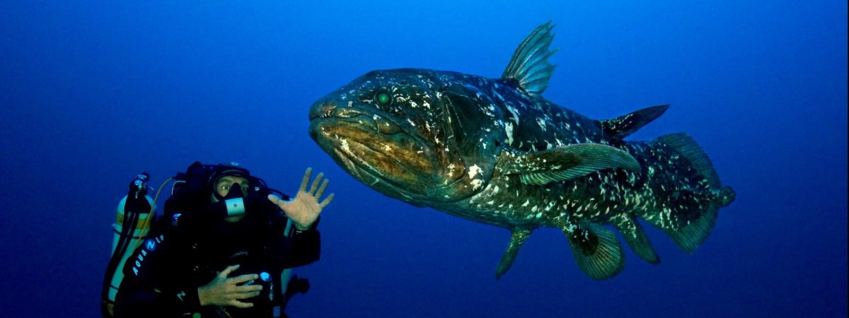 Панцирная рыба ДУНКЛЕОСТЕЙ