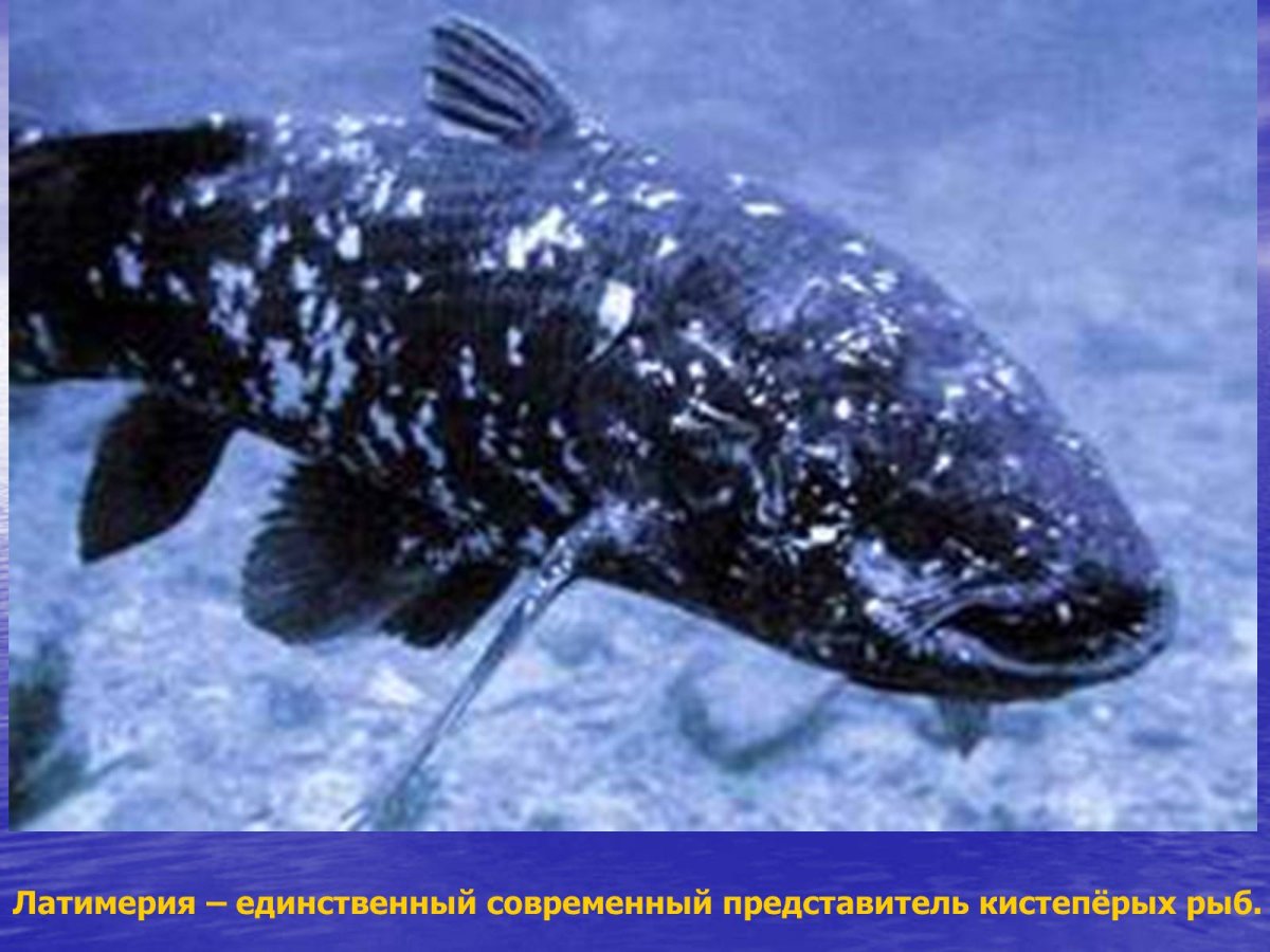 Латимерия это костная рыба