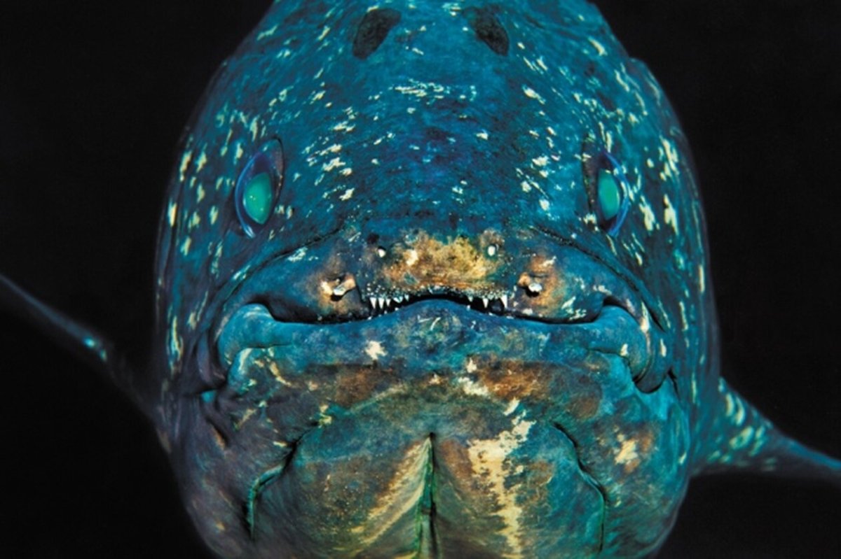 Целакант скелет