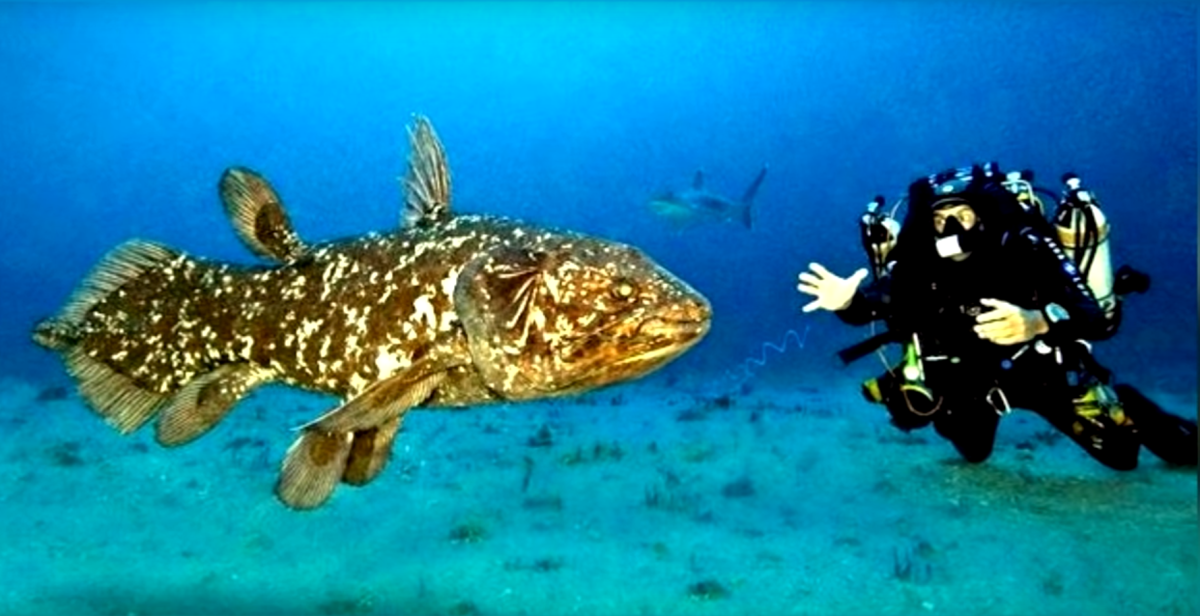 Групер Голиаф