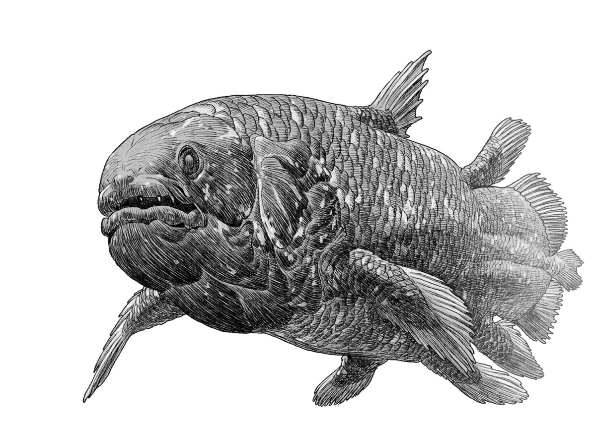 Целакант рыба динозавр