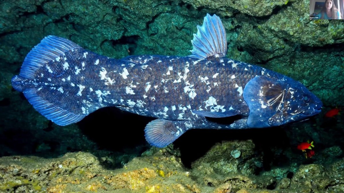 Латимерия халумна