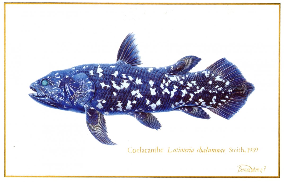 Самка латимерии