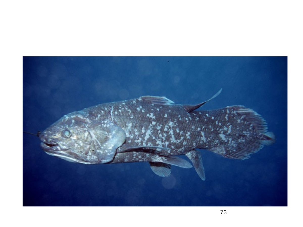 Индонезийская Латимерия