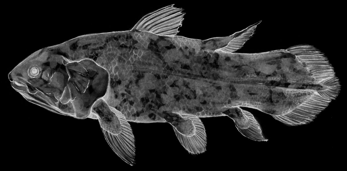 Латимерия Живая