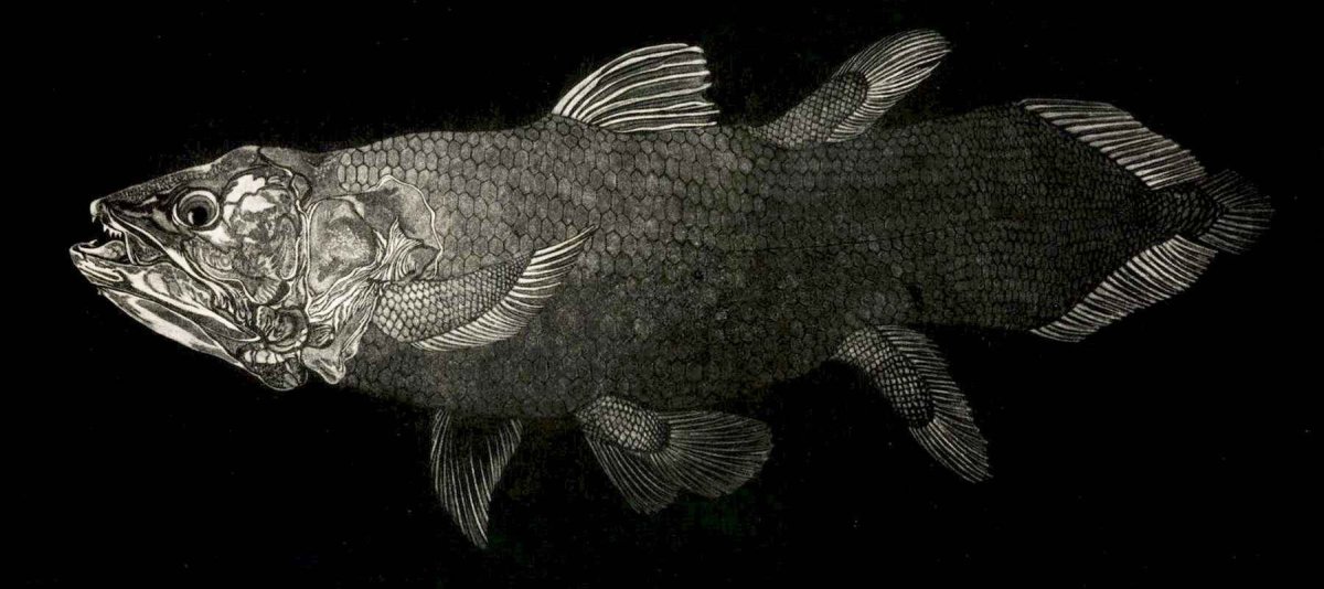 Кистеперых рыб — латимерию