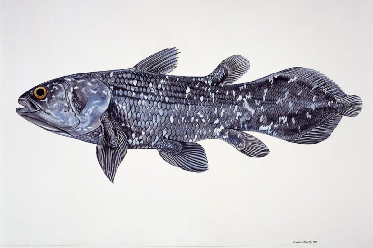 Мозамбикская Латимерия