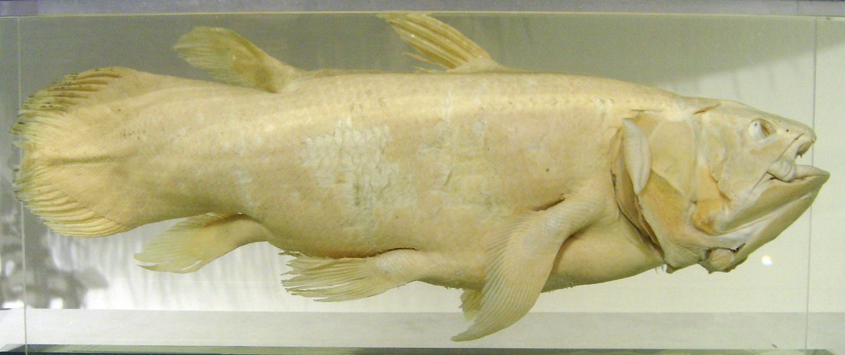 Акула папочка ДУНКЛЕОСТЕЙ