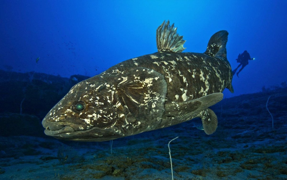 Древняя рыба Латимерия