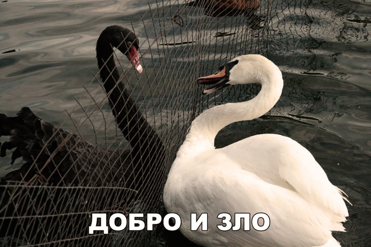 Сет черный лебедь