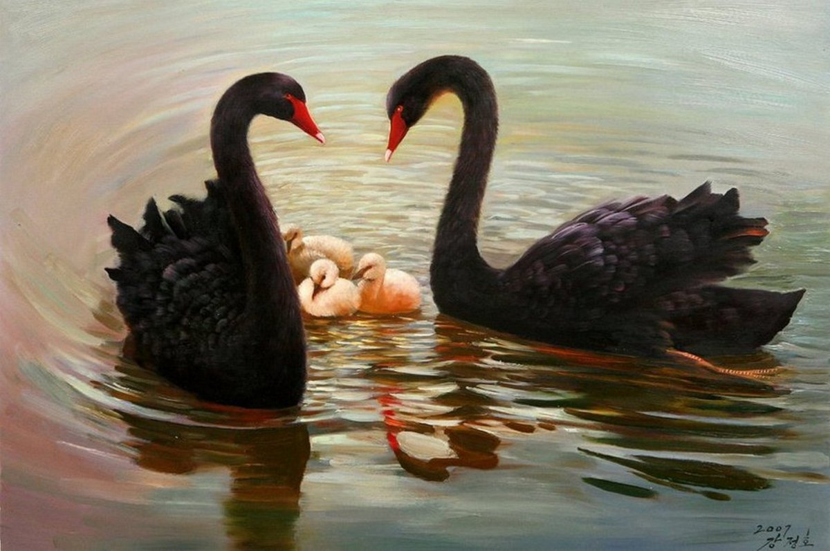 Тебердинский заповедник лебеди