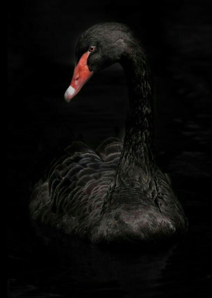 Черный лебедь картина
