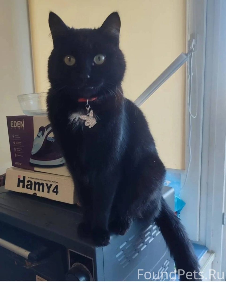 Черный кот с мышью