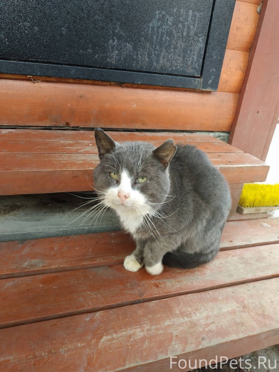 Черная кошка