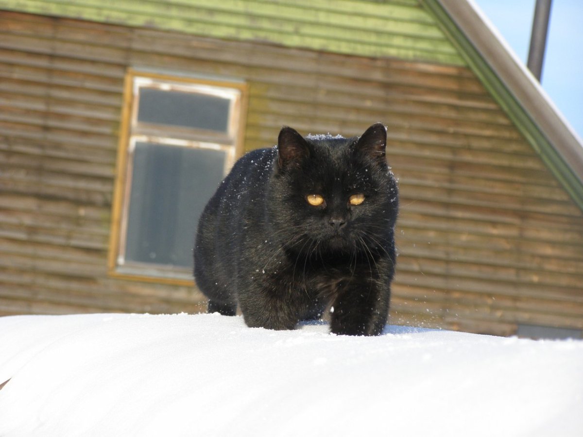 Смешные черные коты