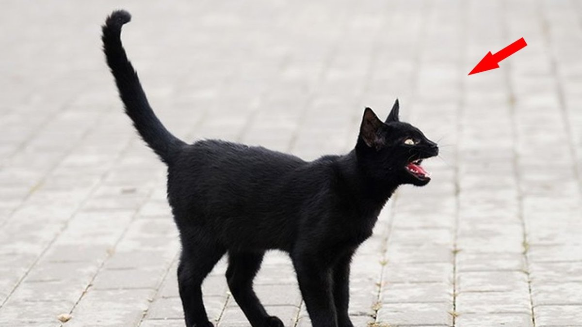 Черная киса