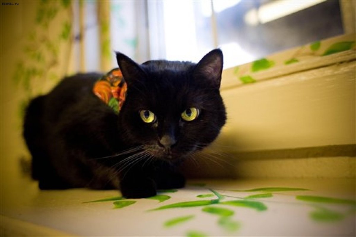 Чёрные коты Эстетика