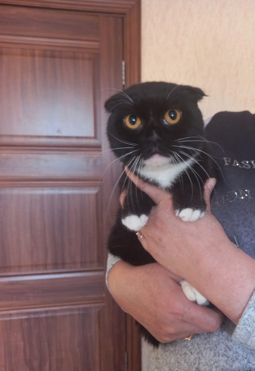 Кошки Аллы Лебедевой