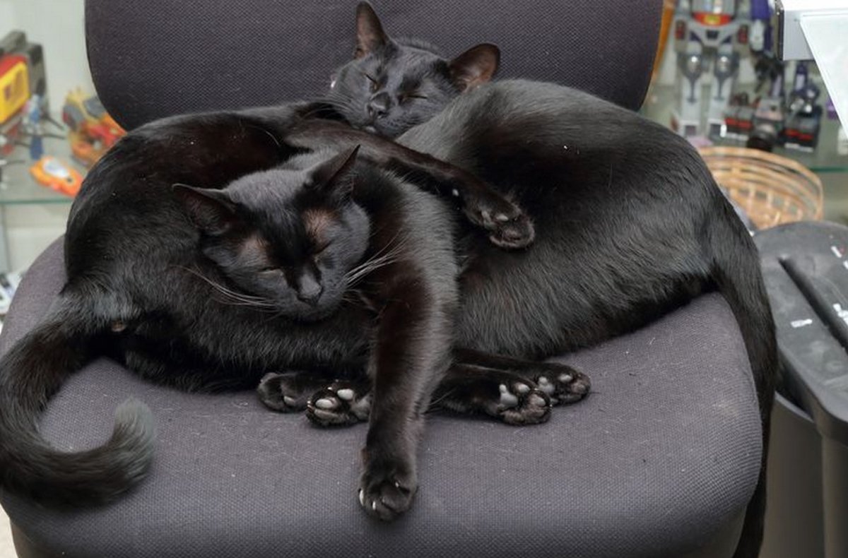 Кот которого ударило током