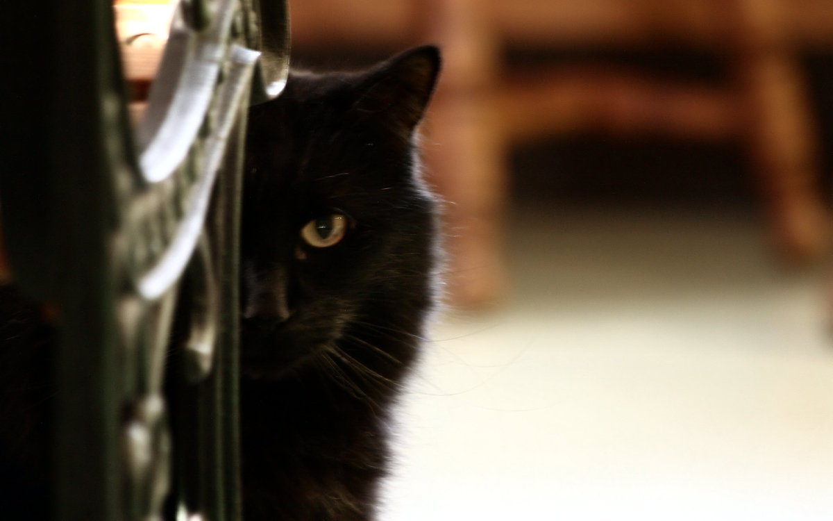 Смазанный черный кот