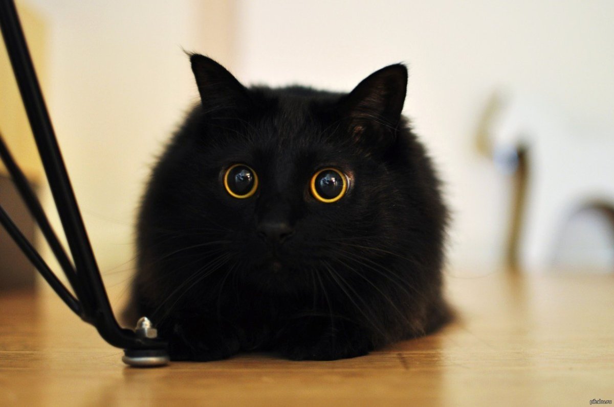 Котенок в деревне