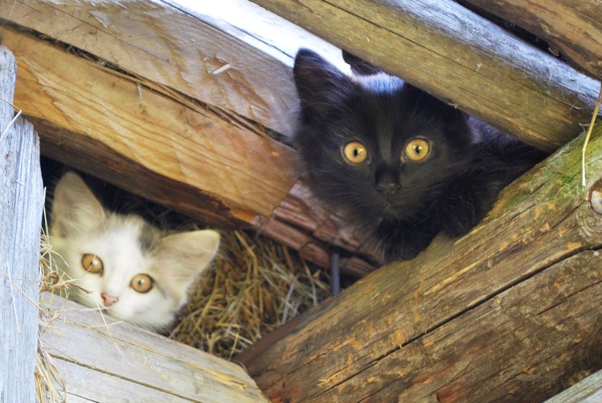 Черный кот Эстетика