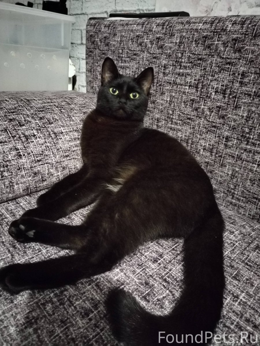 Черный кот на диване