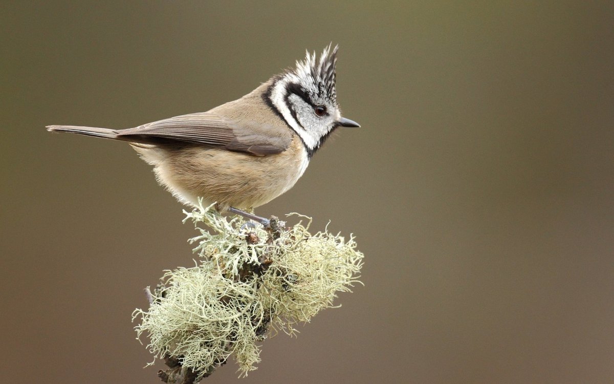 Хохлатая синица