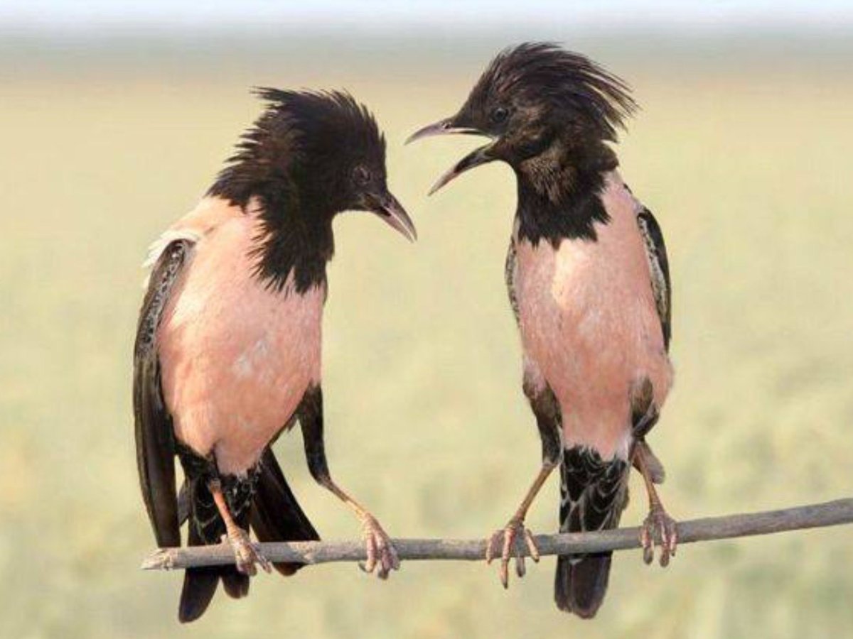 Птица розовый скворец