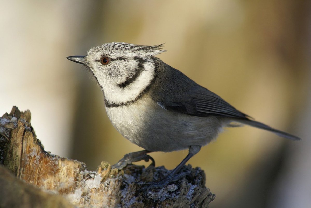 Серая хохлатая синица