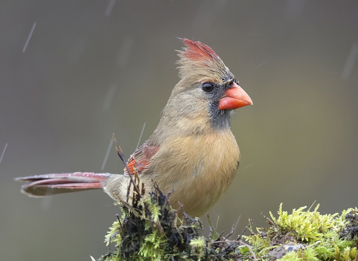 Лесная птичка с красным хохолком