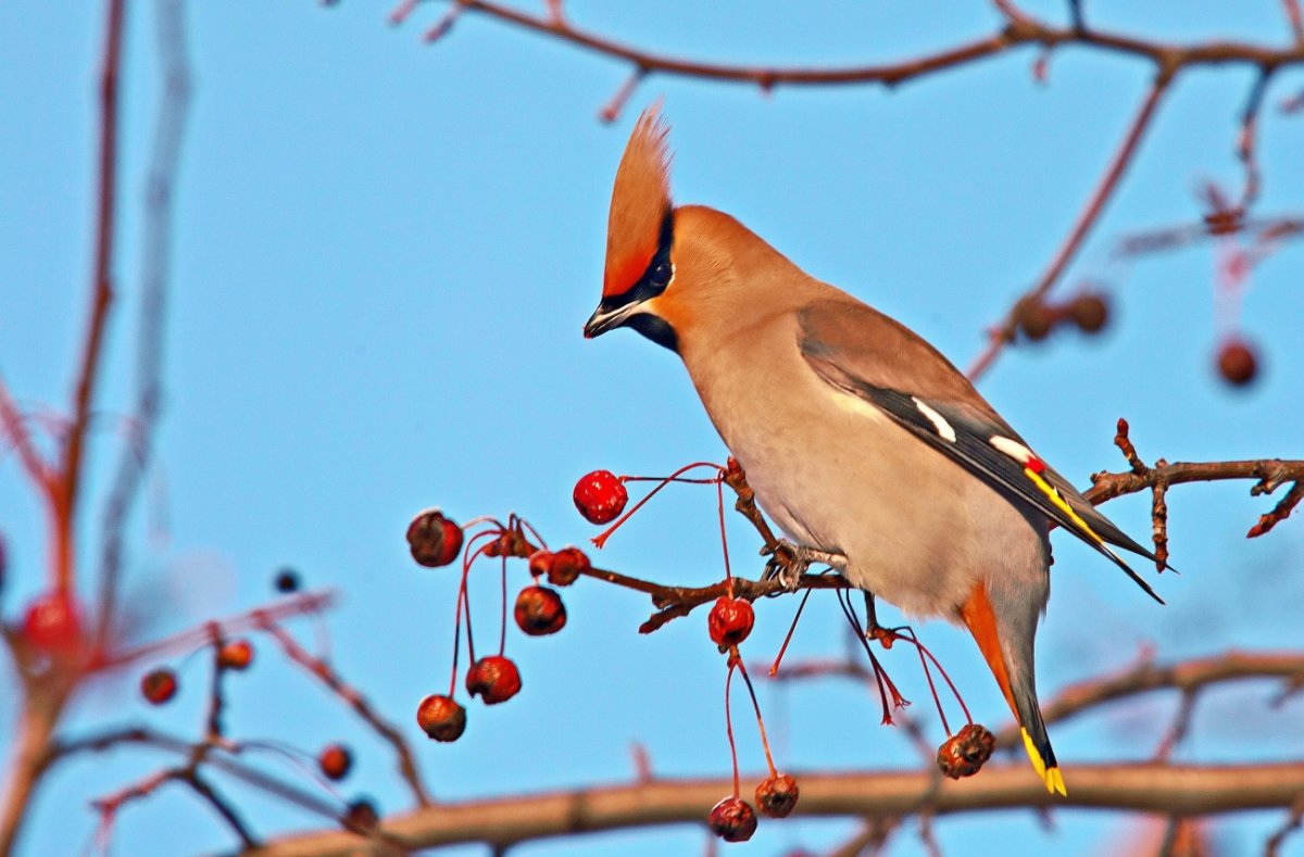 Хохлатая свиристель