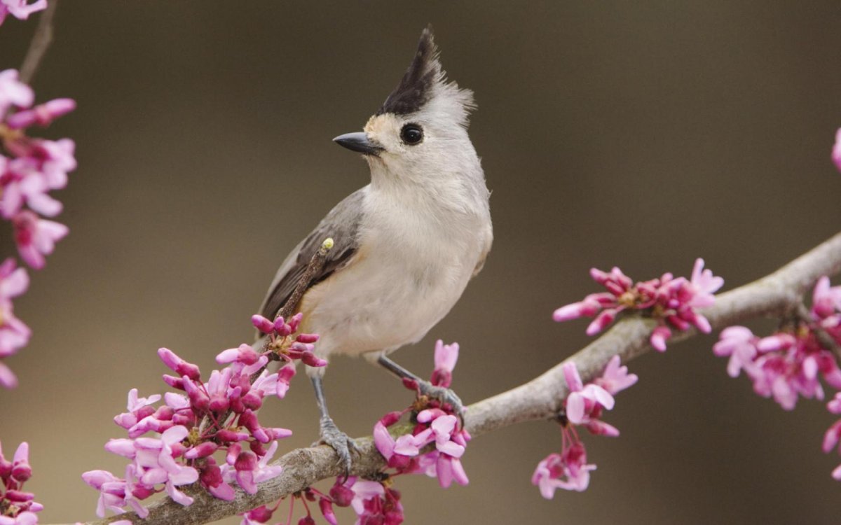 Красивые птицы