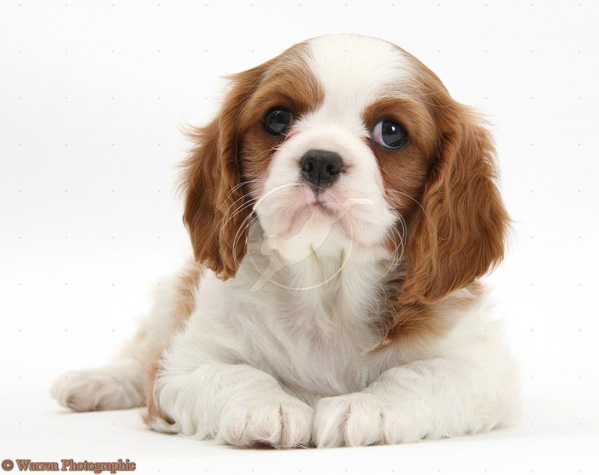 Кавел Кинг Чарльз спаниель