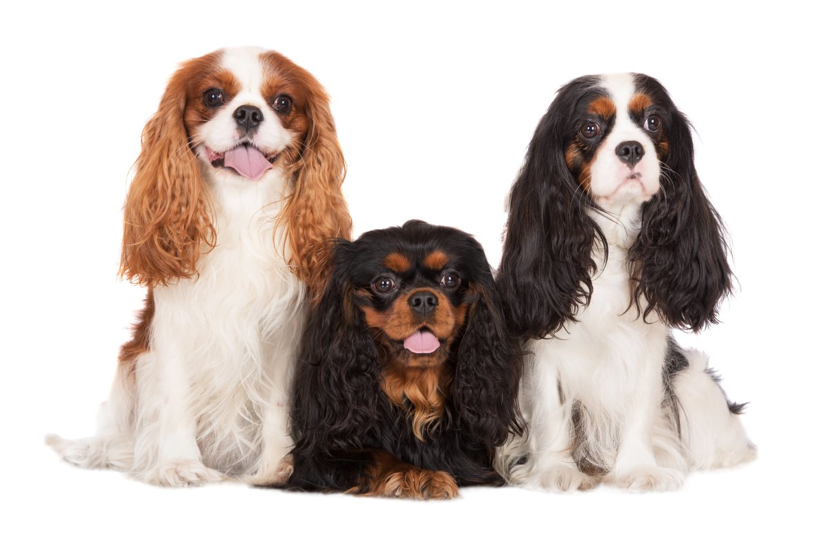 Нашу собачку зовут Чарлик