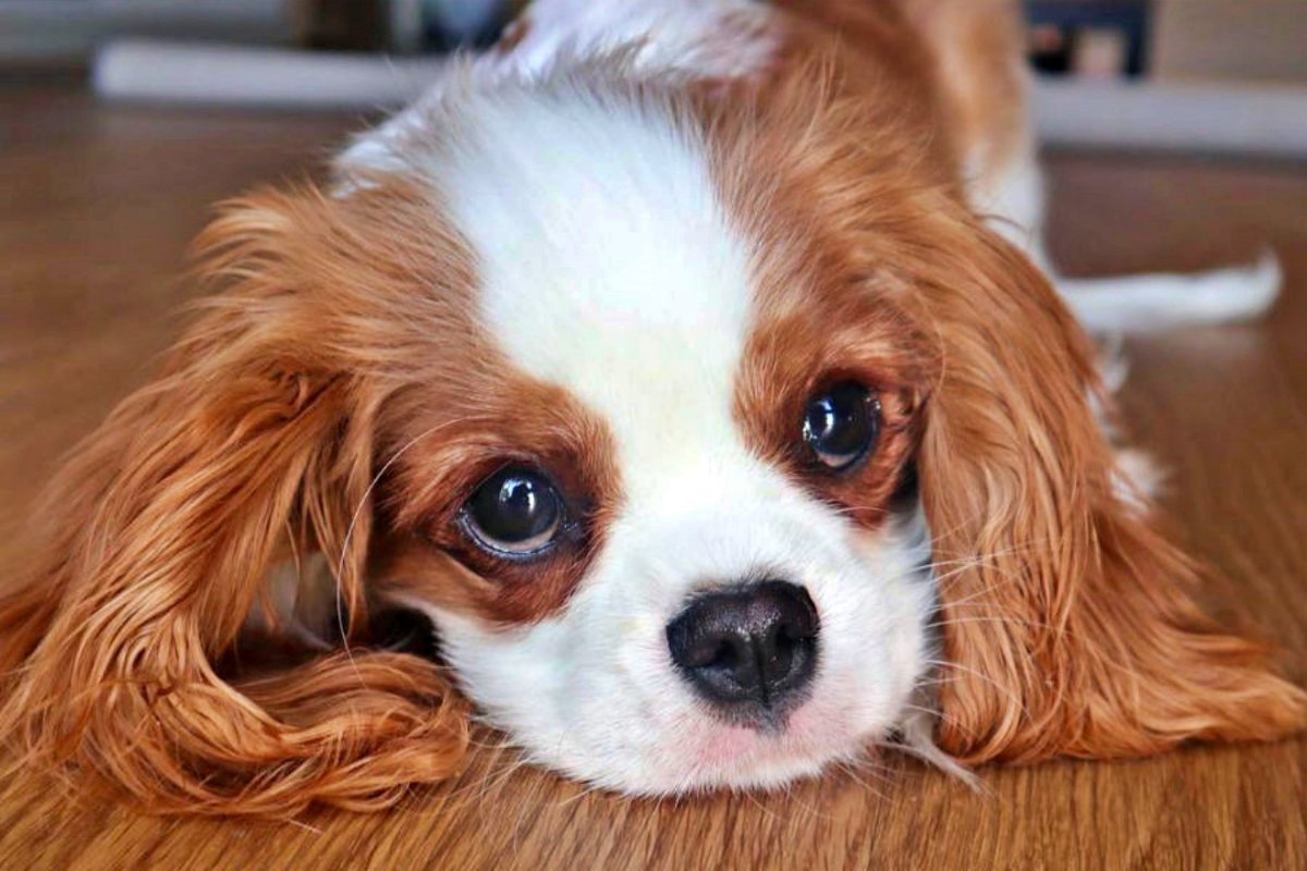 Спаниель Кинг Чарльз спаниель