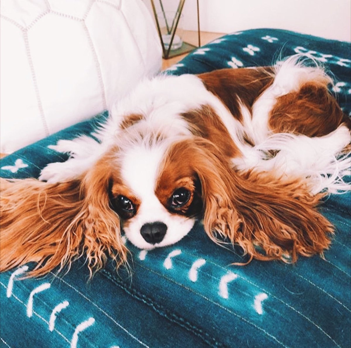 Кавалер Кинг Чарльз спаниель PNG