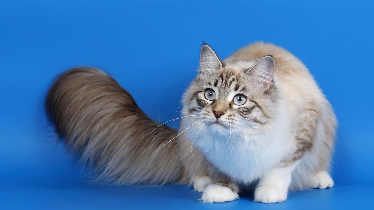 Рагамаффин трехцветный