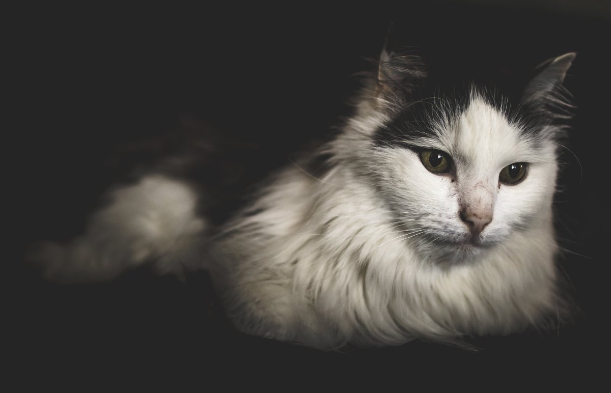 Рагамаффин кошка черно белая