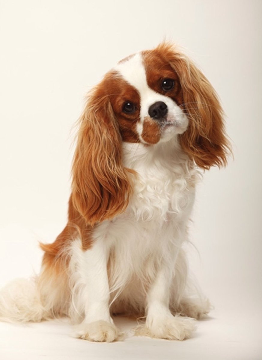 Кинг Чарльз спаниель мультяшный