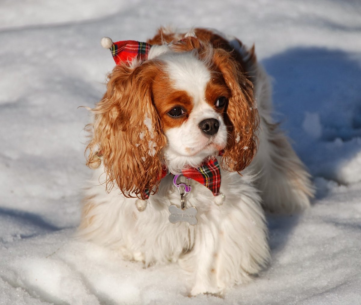 Кавалер-Кинг-Чарльз-спаниель зима