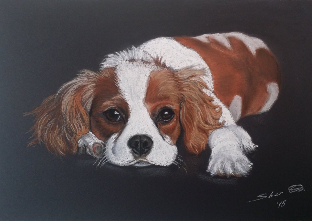 Королевский Кинг Чарльз спаниель