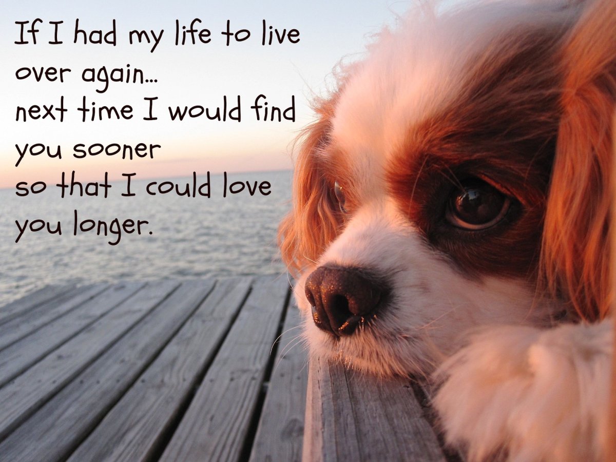 Кинг Чарльз спаниель