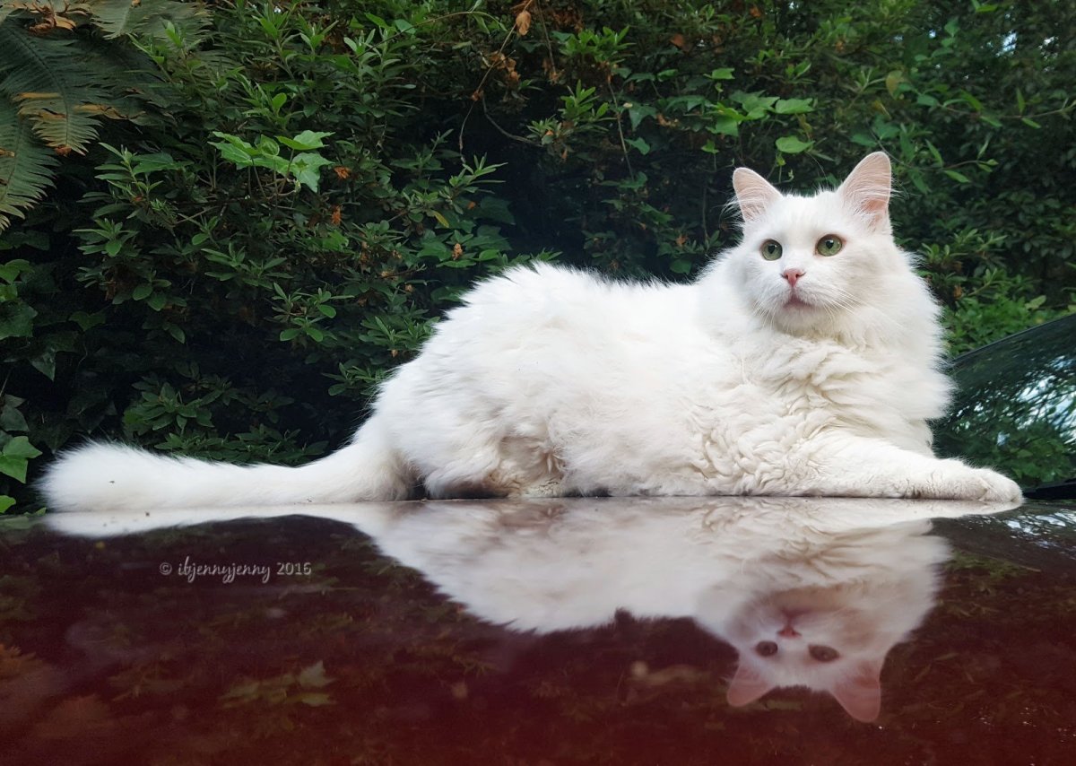 Рэгдолл и рагамаффин