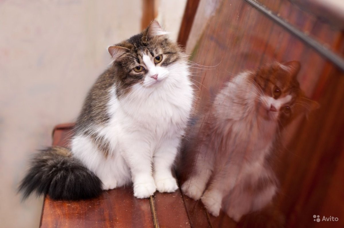 Рагамаффин порода кошек котята